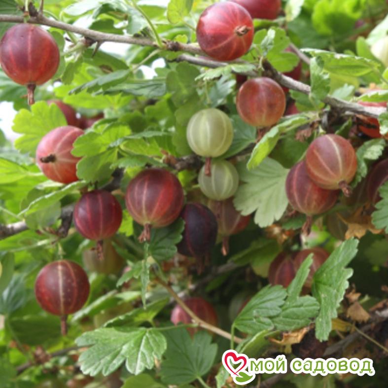Крыжовник Финик