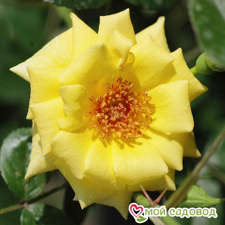 Роза Лаура Форд