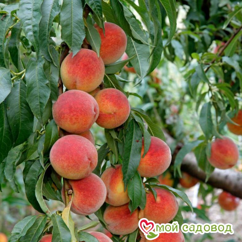 Персик Медовый колоновидный