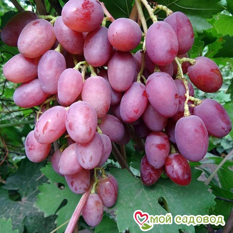 Виноград Рута