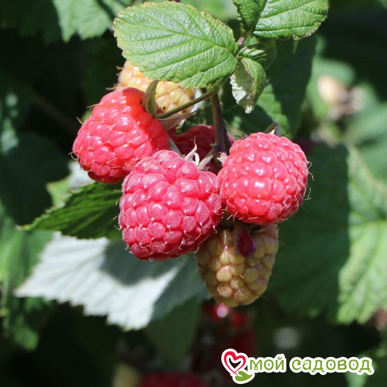 Малина Октавия ЗКС