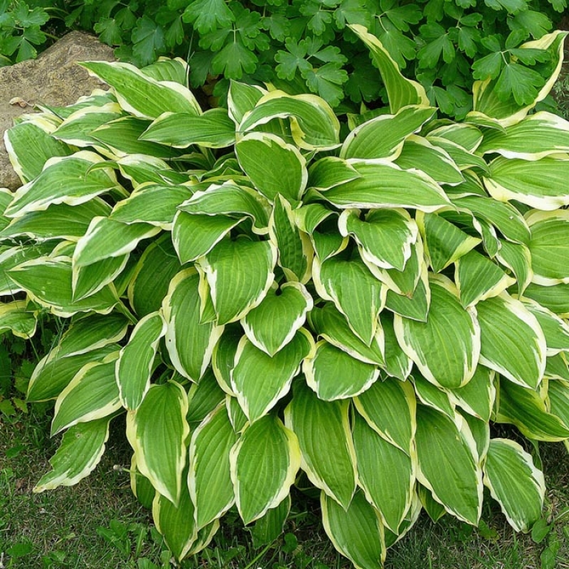 Хоста гибридная Антиох