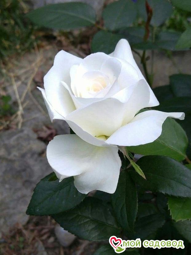 Роза Тенека