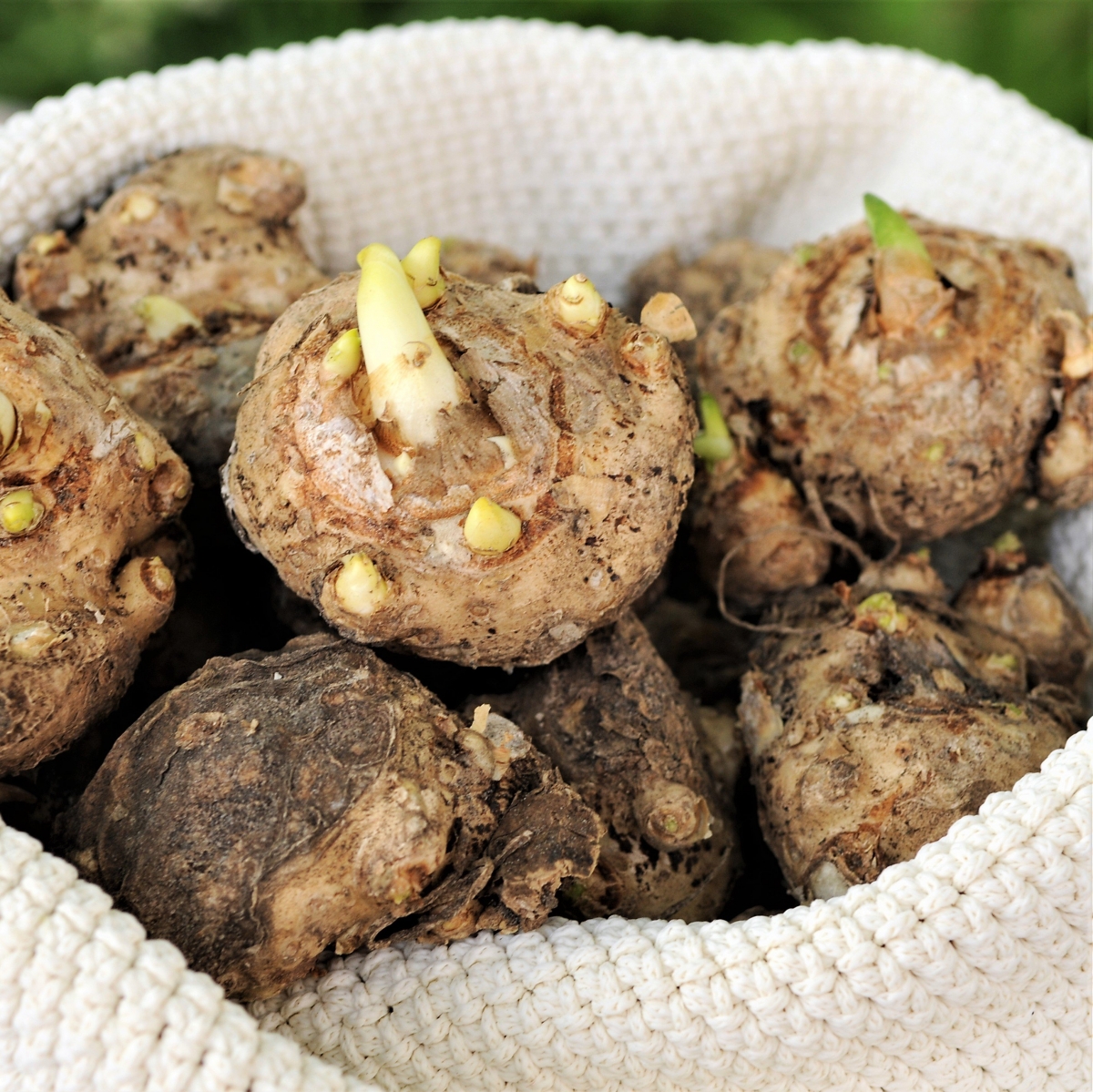 Калла Одесса