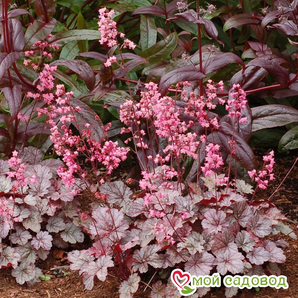 Гейхера Милан