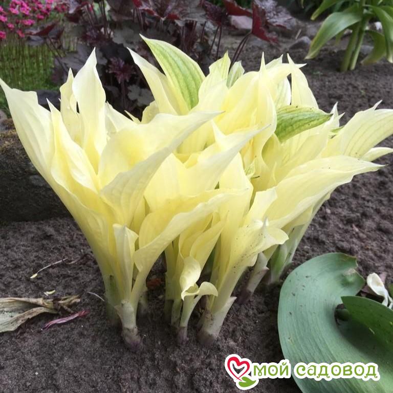 Хоста Белое Перо