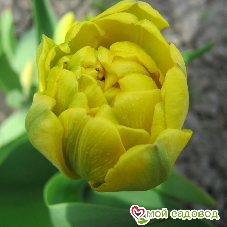 Тюльпан Монте Карло