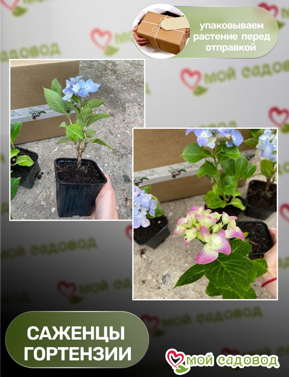 Гортензия крупнолистная Кларисса ЗКС