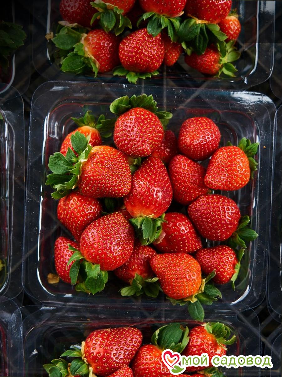 Клубника Вивара