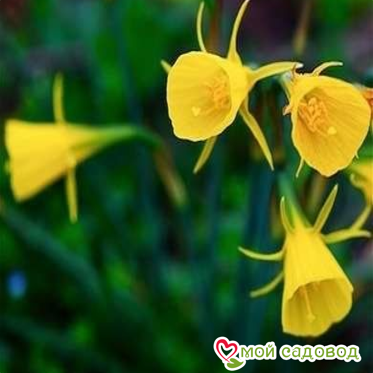 Нарцисс Голден Виспер