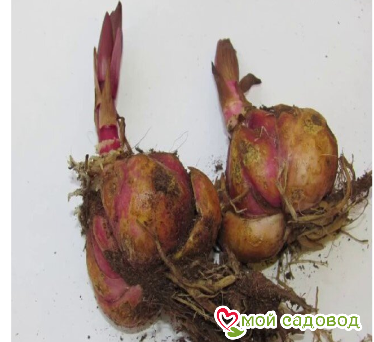 Лилия Маджестик Хармени