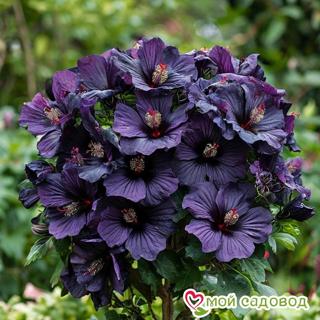 Гибискус Мэджик Момент